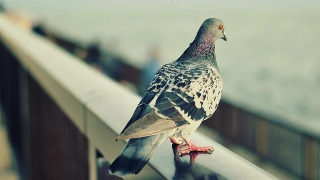 Gambar atas burung merpati paling indah di dunia