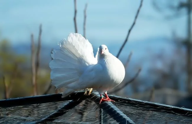 Gambar atas burung merpati paling indah di dunia