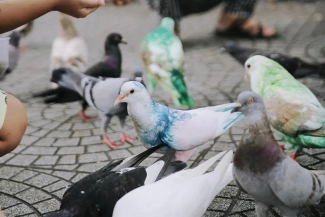 Gambar atas burung merpati paling indah di dunia