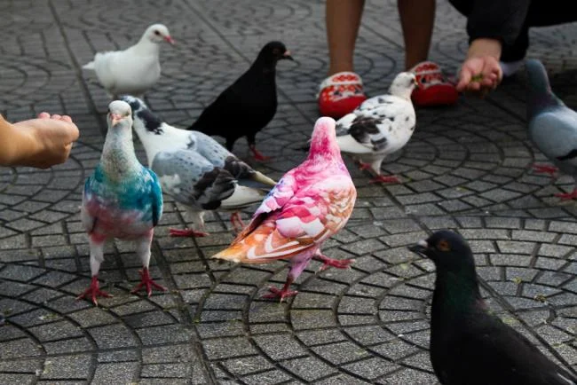 Gambar atas burung merpati paling indah di dunia