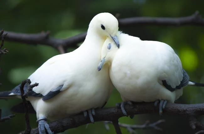 Gambar atas burung merpati paling indah di dunia