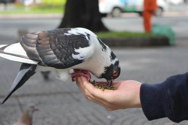 Gambar atas burung merpati paling indah di dunia