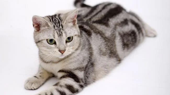 Ringkasan gambar kucing yang paling indah
