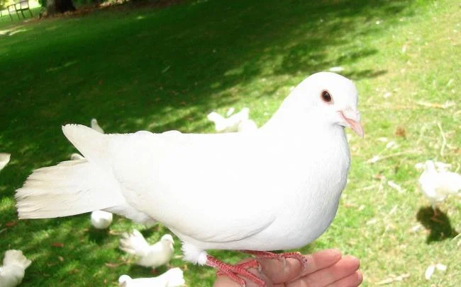 Gambar atas burung merpati paling indah di dunia