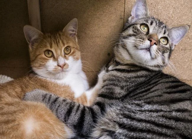Ringkasan gambar kucing yang paling indah