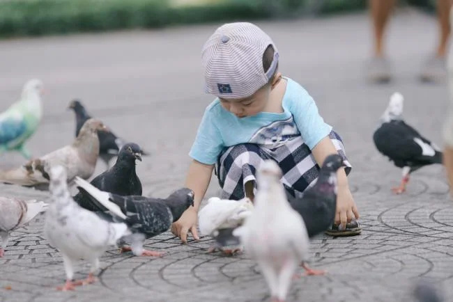 Gambar atas burung merpati paling indah di dunia