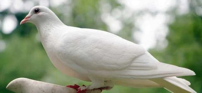 Gambar atas burung merpati paling indah di dunia