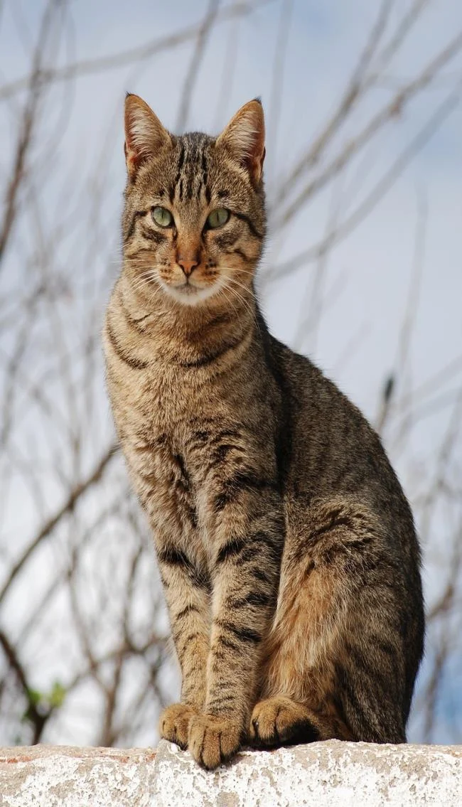 Ringkasan gambar kucing yang paling indah