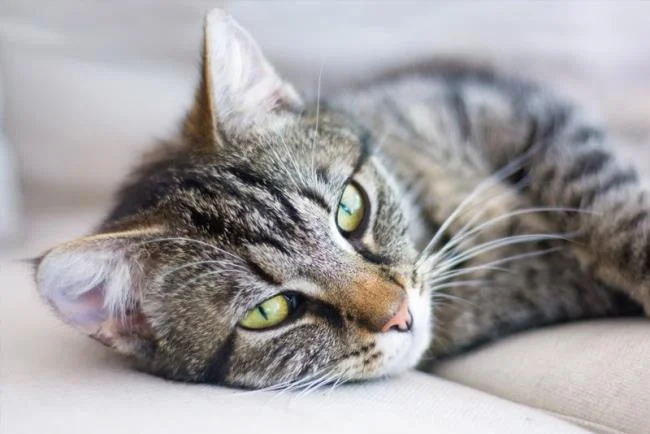 Ringkasan gambar kucing yang paling indah