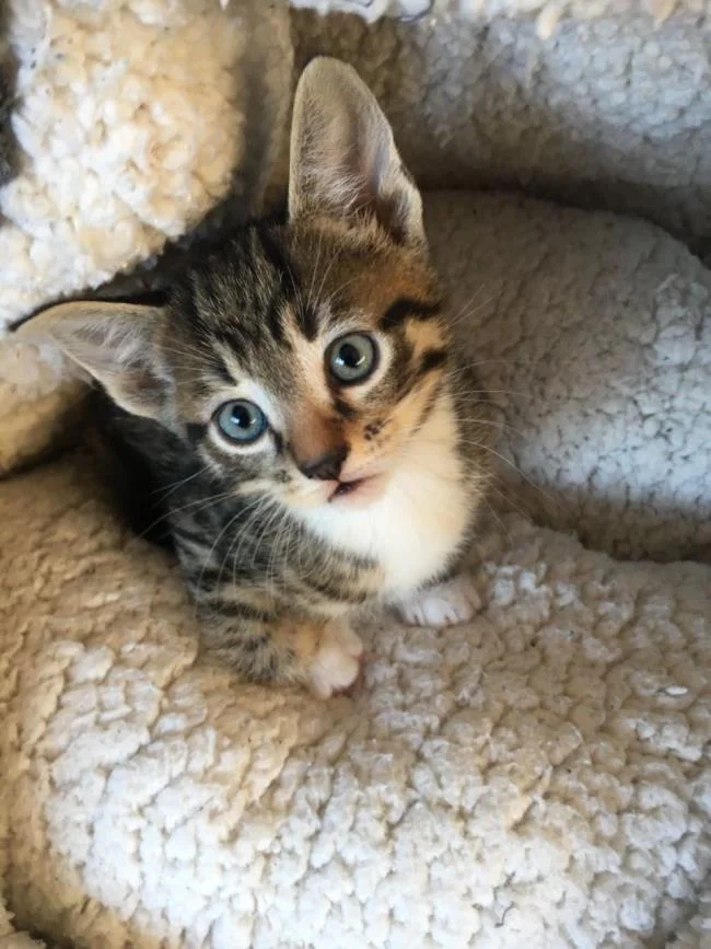 Ringkasan gambar kucing yang paling indah