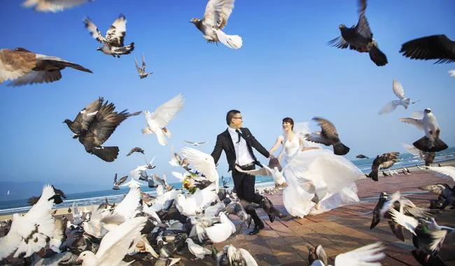 Gambar atas burung merpati paling indah di dunia