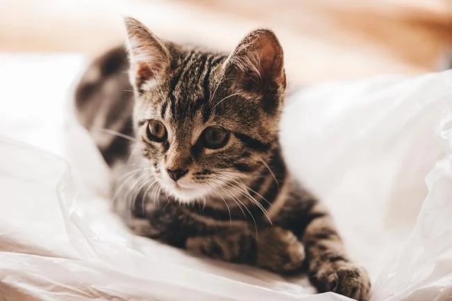 Ringkasan gambar kucing yang paling indah