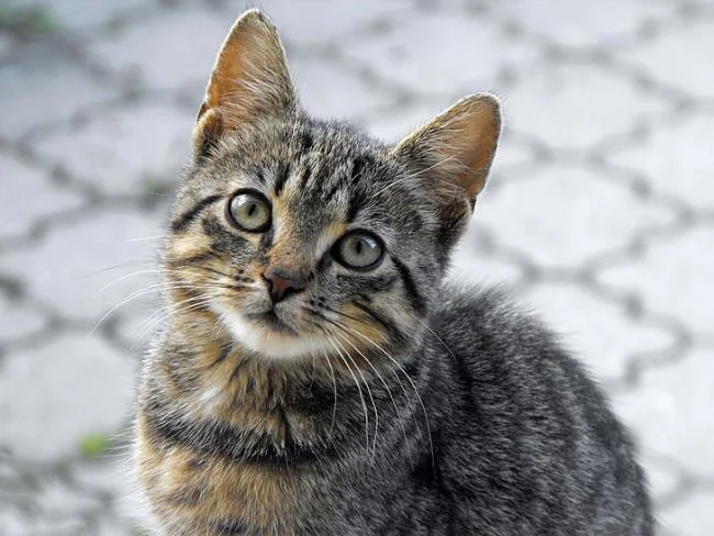 Ringkasan gambar kucing yang paling indah