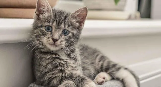 Ringkasan gambar kucing yang paling indah