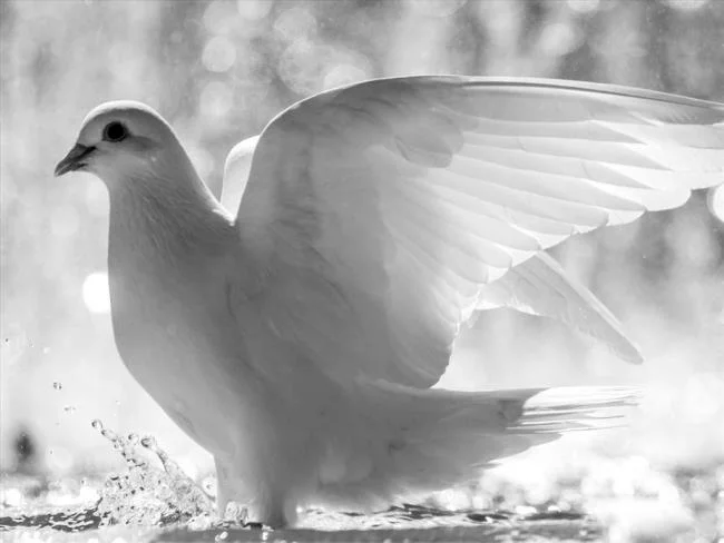 Gambar atas burung merpati paling indah di dunia
