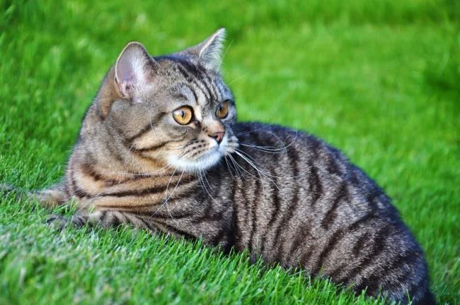 Ringkasan gambar kucing yang paling indah