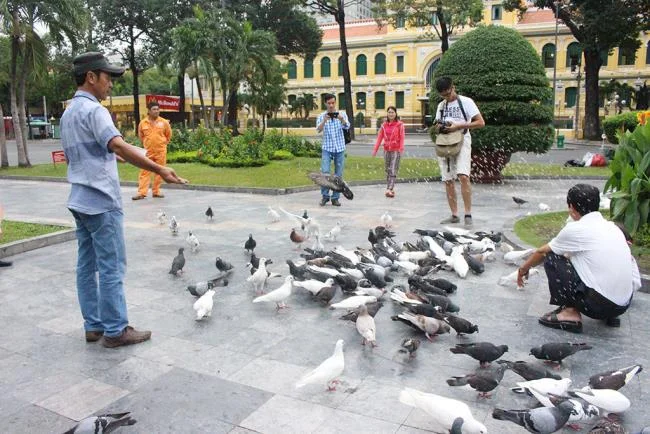 Gambar atas burung merpati paling indah di dunia