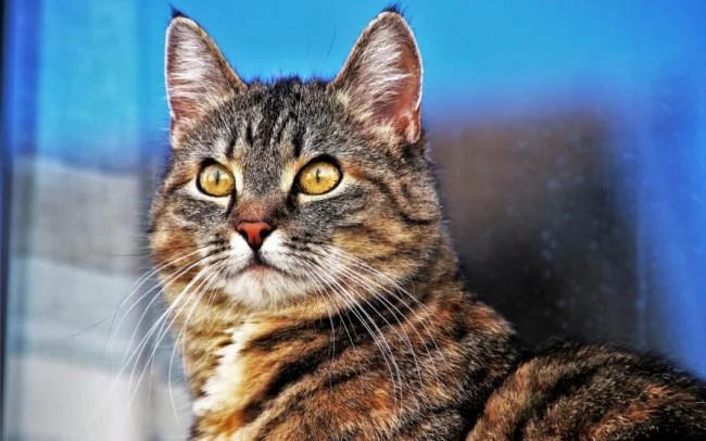 Ringkasan gambar kucing yang paling indah