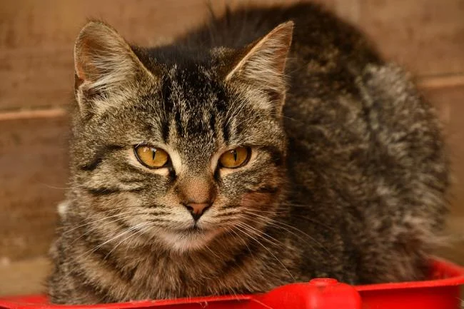 Ringkasan gambar kucing yang paling indah