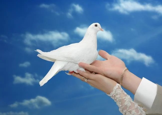 Gambar atas burung merpati paling indah di dunia