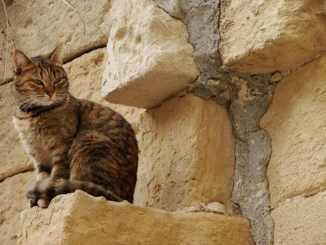 Ringkasan gambar kucing yang paling indah