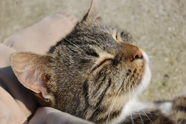 Ringkasan gambar kucing yang paling indah