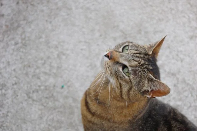 Ringkasan gambar kucing yang paling indah
