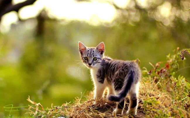 Ringkasan gambar kucing yang paling indah