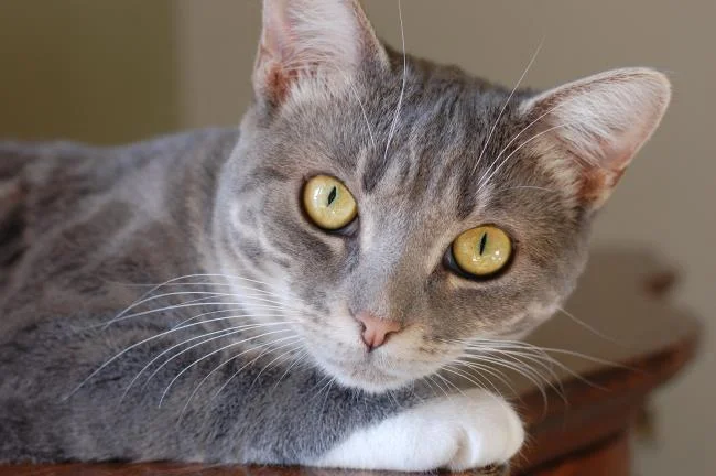 Ringkasan gambar kucing yang paling indah