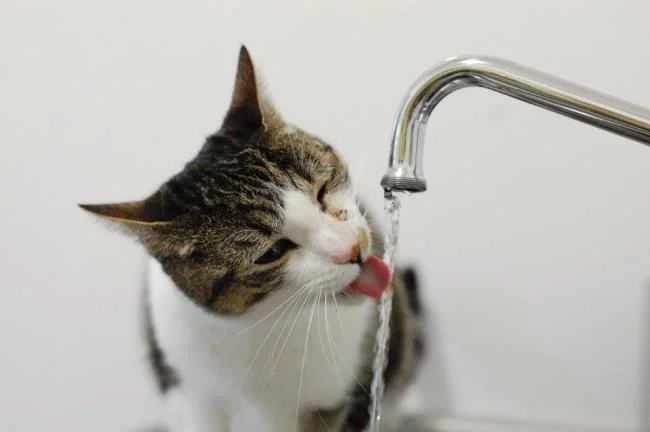 Ringkasan gambar kucing yang paling indah
