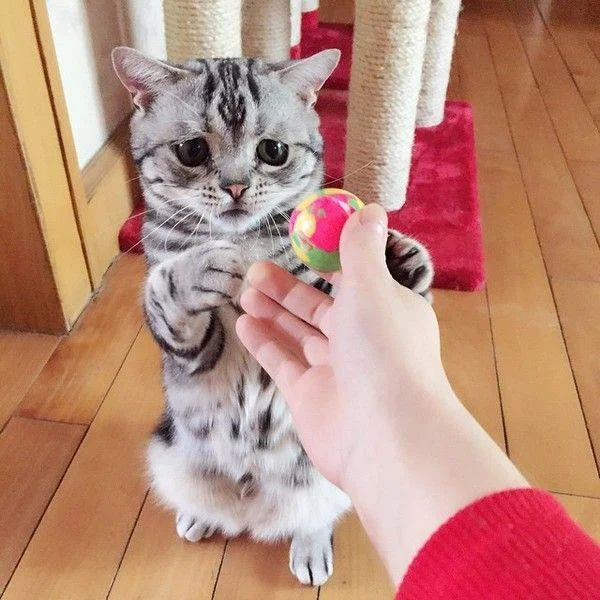 Ringkasan gambar kucing yang paling indah