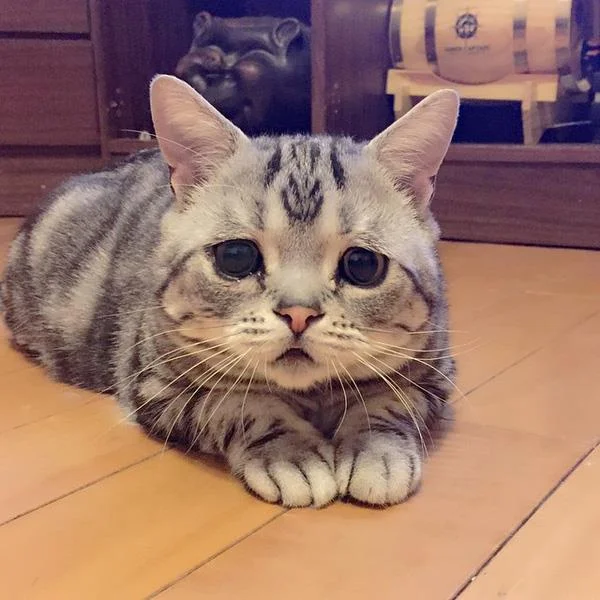 Ringkasan gambar kucing yang paling indah