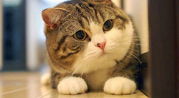 Ringkasan gambar kucing yang paling indah