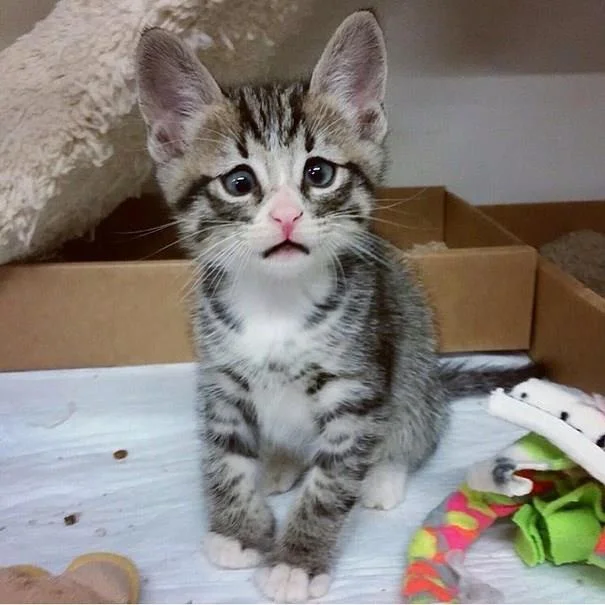 Ringkasan gambar kucing yang paling indah