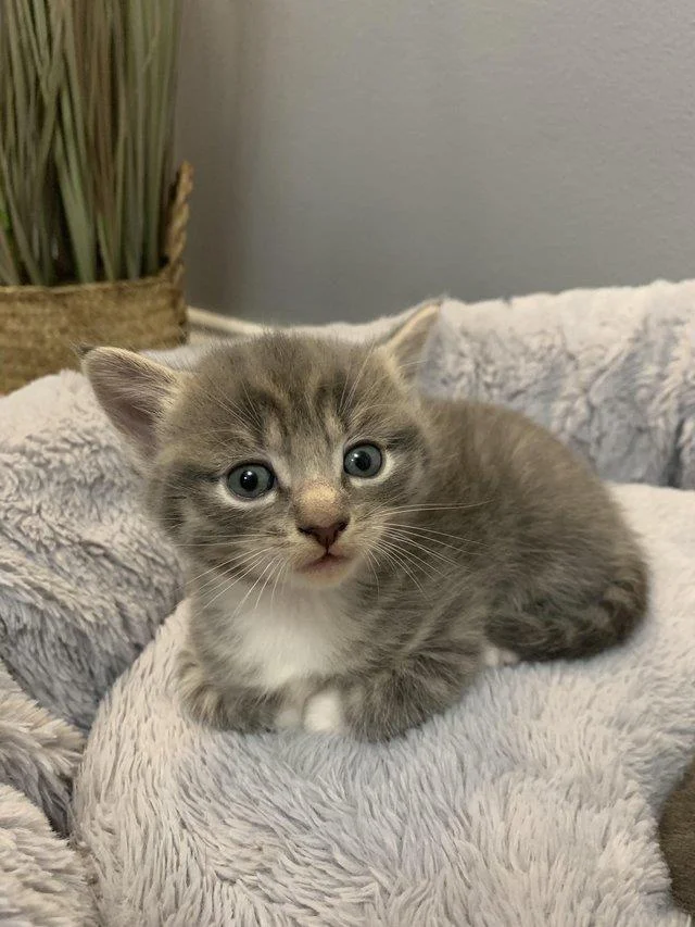 Ringkasan gambar kucing yang paling indah