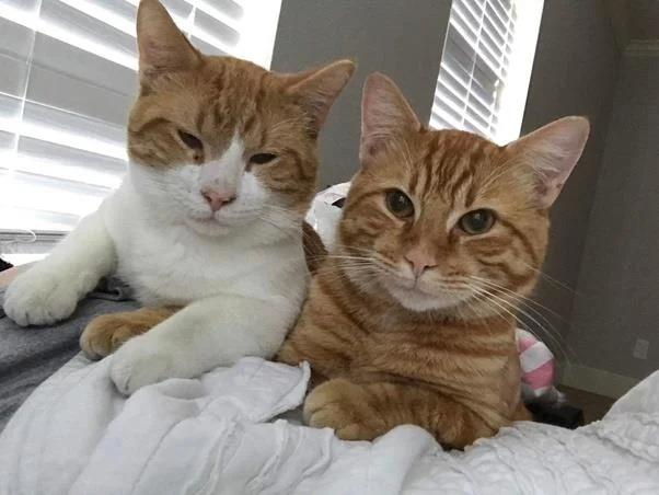 Ringkasan gambar kucing yang paling indah