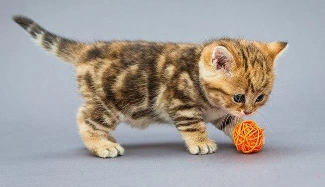 Ringkasan gambar kucing yang paling indah