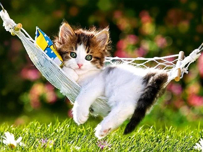Koleksi gambar anak kucing comel yang comel