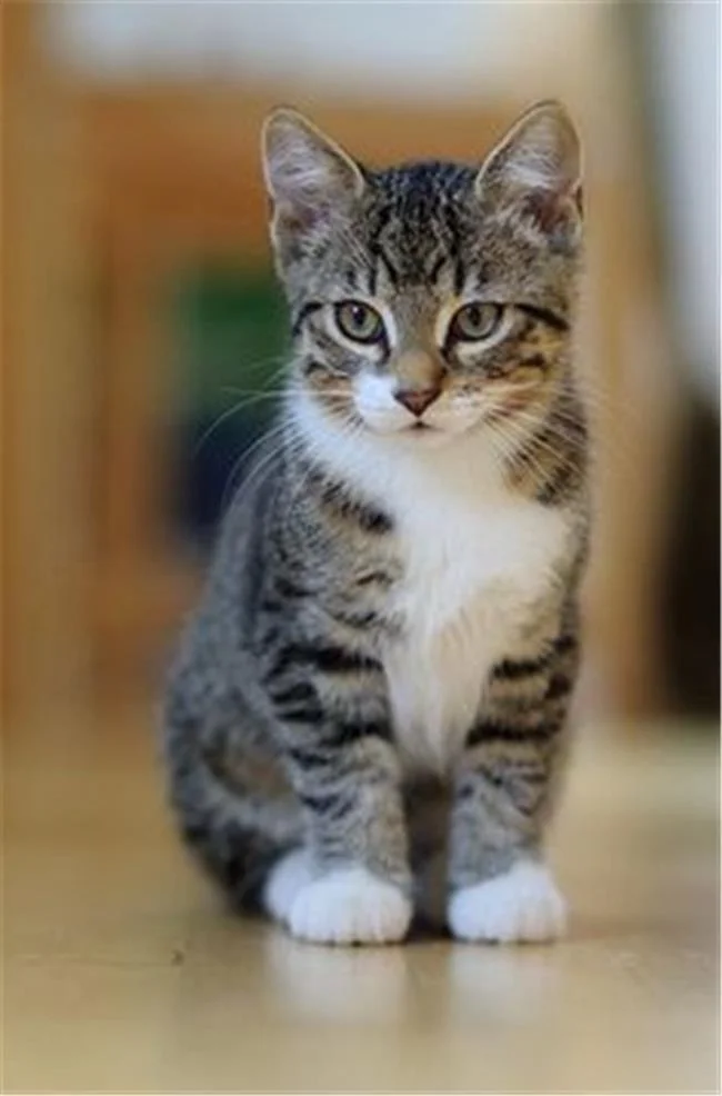 Ringkasan gambar kucing yang paling indah