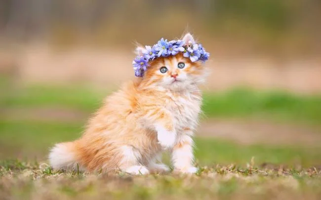 Koleksi gambar anak kucing comel yang comel