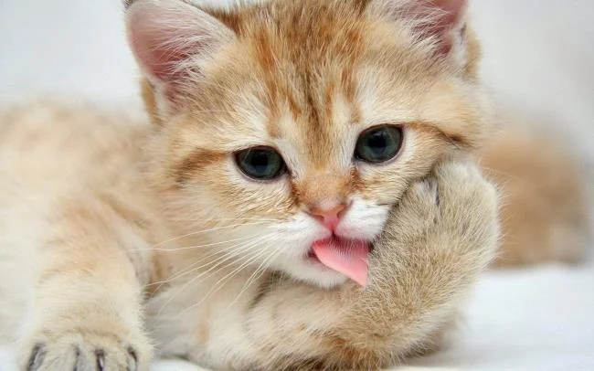 Koleksi gambar anak kucing comel yang comel