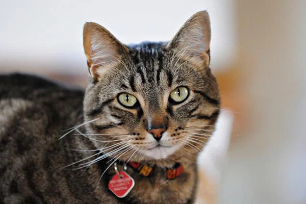 Ringkasan gambar kucing yang paling indah