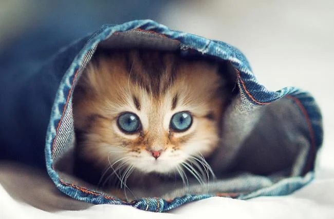 Koleksi gambar anak kucing comel yang comel