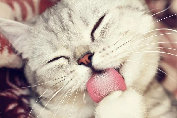 Ringkasan gambar kucing yang paling indah