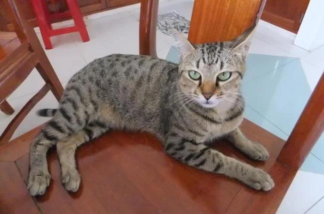 Ringkasan gambar kucing yang paling indah