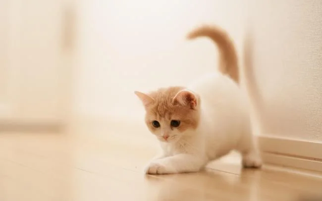 Koleksi gambar anak kucing comel yang comel