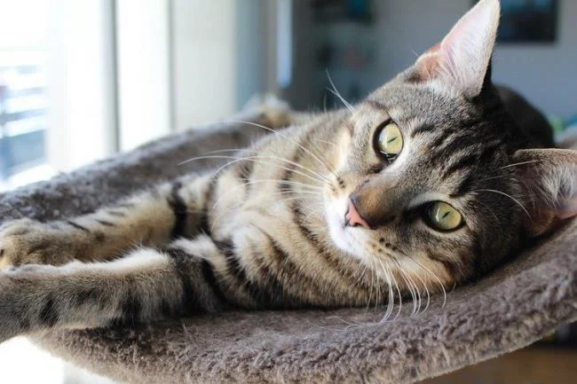 Ringkasan gambar kucing yang paling indah