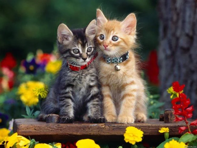 Koleksi gambar anak kucing comel yang comel
