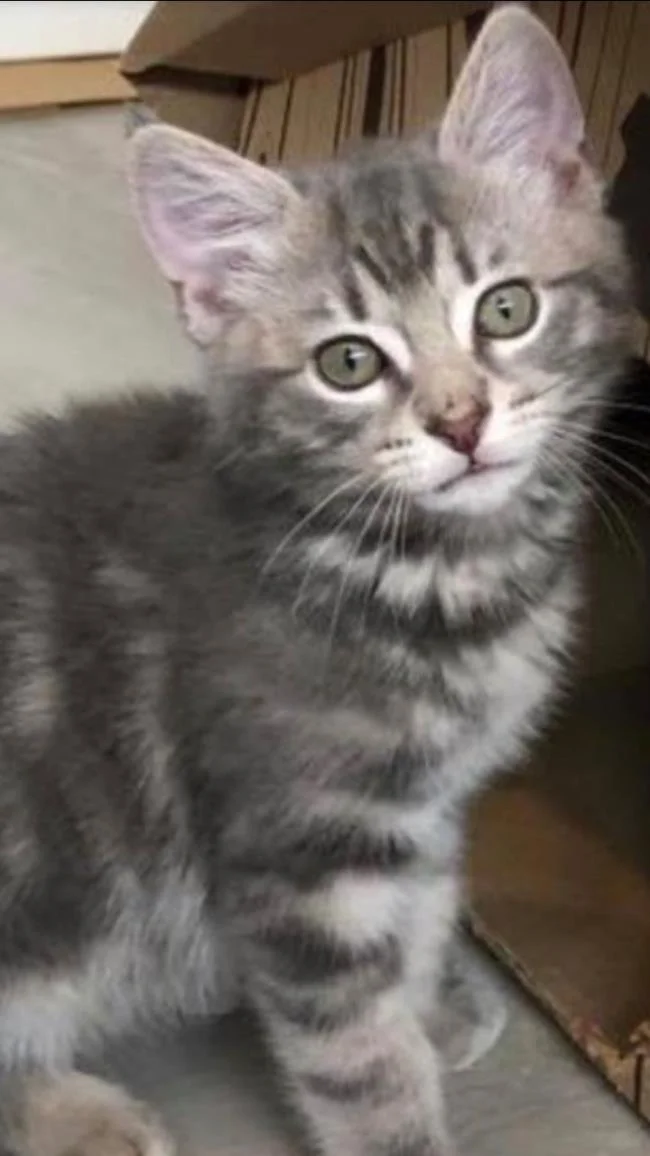 Ringkasan gambar kucing yang paling indah