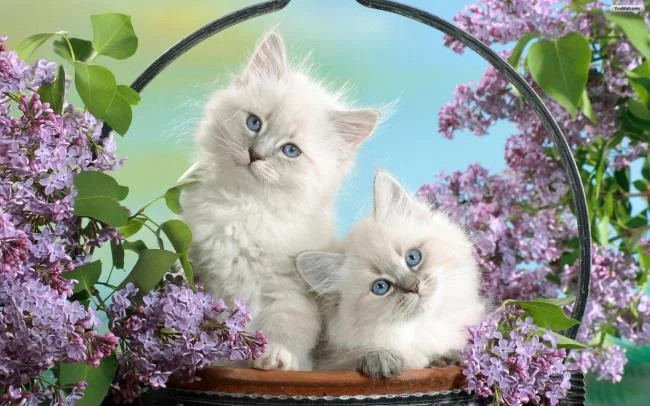 Koleksi gambar anak kucing comel yang comel